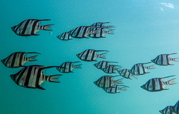 一群热带鱼在清澈的蓝色海洋中游泳
